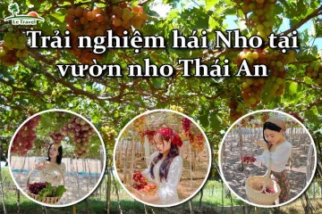 Vườn nho Thái An - Viên ngọc quý của du lịch Ninh Thuận