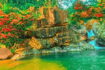 Quy Nhơn mùa hoa trang rừng nở rộ