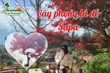 Checkin cùng cây phong lá đỏ siêu đẹp tại Sapa