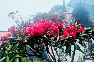 Chinh phục Fansipan giữa ngàn hoa