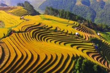 Đi du lịch Sapa mùa lúa chín