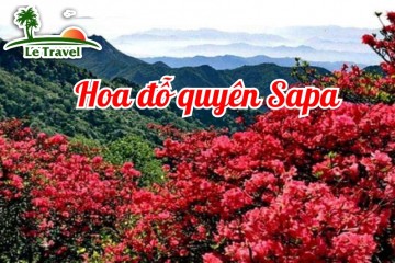 Hoa đỗ quyên khoe sắc trên đỉnh Fansipan