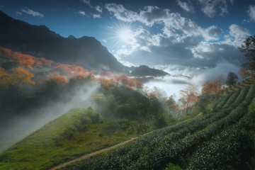 Sống ảo bên đồi chè Ô Long