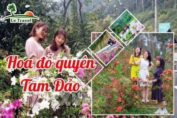 Du lịch Tam Đảo mùa hoa đỗ quyên