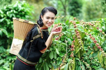 Đặc sản cà phê Buôn Ma Thuột