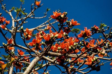 Đắm mình trong sắc hoa Pơ Lang Kon Tum