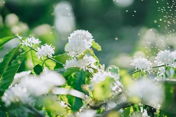 Bí kíp du lịch Tây Nguyên dịp Tết 