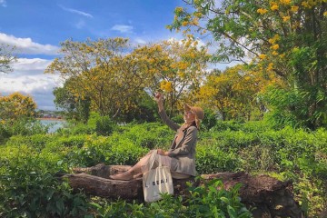 Hoa muồng vàng Tây Nguyên nở vào tháng mấy