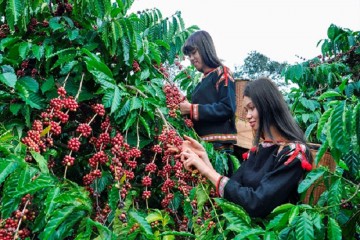 Khám phá cà phê Tây Nguyên