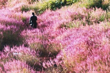 Lễ hội hoa cỏ Hồng Đak Đoa