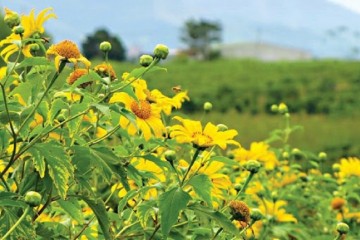 Lễ hội hoa dã quỳ Tây Nguyên