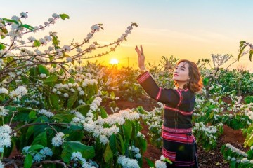 Trải nghiệm mùa hoa đẹp nhất Tây Nguyên