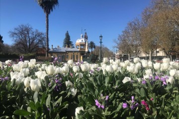 Lễ hội hoa tulip Úc - Bendigo