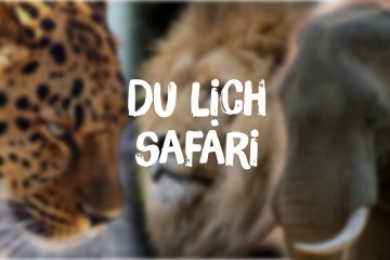 Du lịch Safari - Phiêu lưu giữa thiên nhiên hoang dã