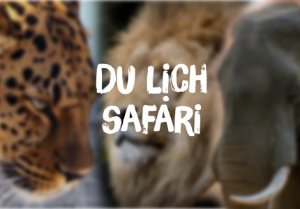 Du lịch Safari - Phiêu lưu giữa thiên nhiên hoang dã