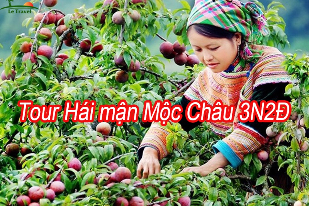 Tour Hái Mận Mộc CHâu 3 Ngày 2 Đêm Từ Hà Nội Hè 2024