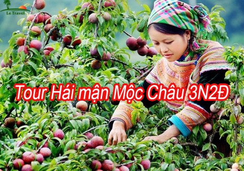 Tour Hái Mận Mộc CHâu 3 Ngày 2 Đêm Từ Hà Nội Hè 2024