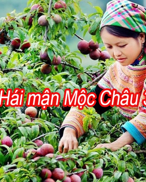 Tour Hái Mận Mộc CHâu 3 Ngày 2 Đêm Từ Hà Nội Hè 2024