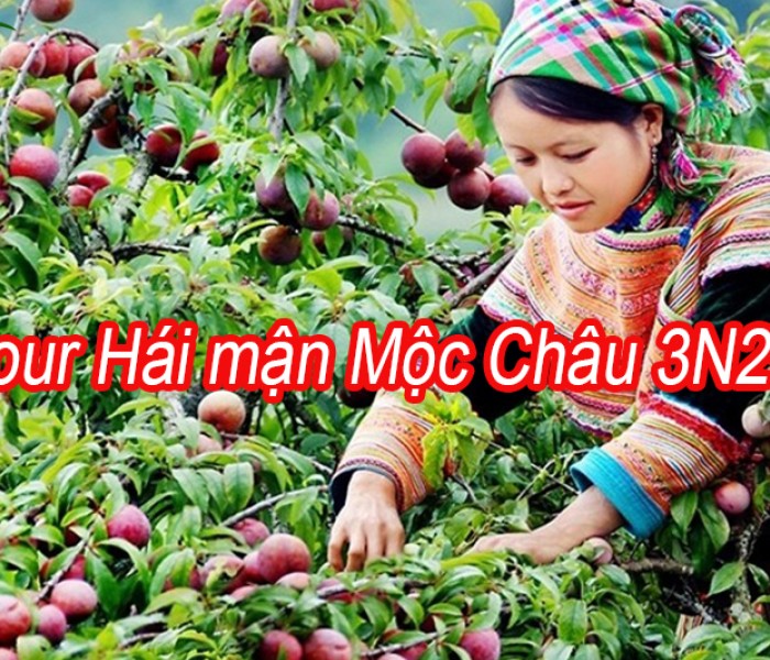 Tour Hái Mận Mộc CHâu 3 Ngày 2 Đêm Từ Hà Nội Hè 2024