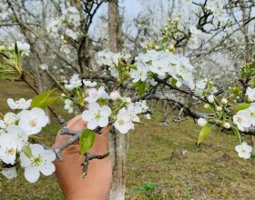 Ghé Thăm Tuyên Quang Mùa Hoa Lê