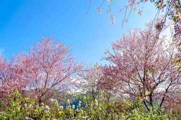 Hoa Tớ Dày Mù Cang Chải – Bản Tình Ca Màu Hồng Giữa Núi Rừng Tây Bắc
