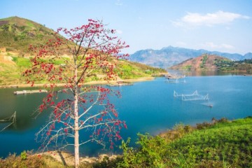 Hà Giang Rực Rỡ Tháng 3: Mùa Hoa Gạo Say Đắm Lòng Người