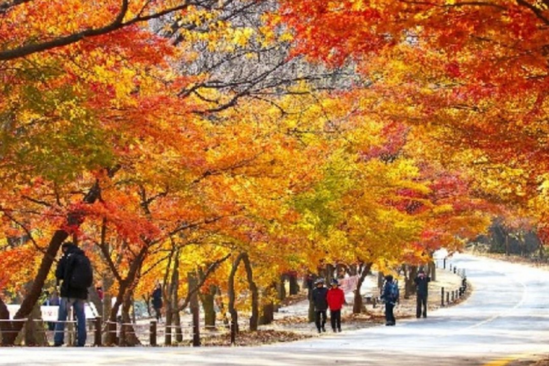 Tour Du Lịch Hàn Quốc: Busan – Daegu - Seoul 6 Ngày 5 Đêm 