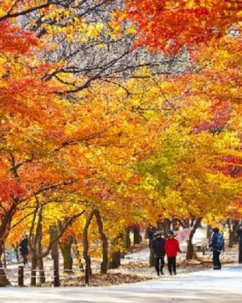 Tour Du Lịch Hàn Quốc: Busan – Daegu - Seoul 6 Ngày 5 Đêm 