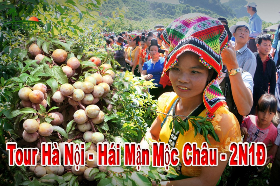 Tour Hái Mận Mộc Châu 2 Ngày 1 Đêm