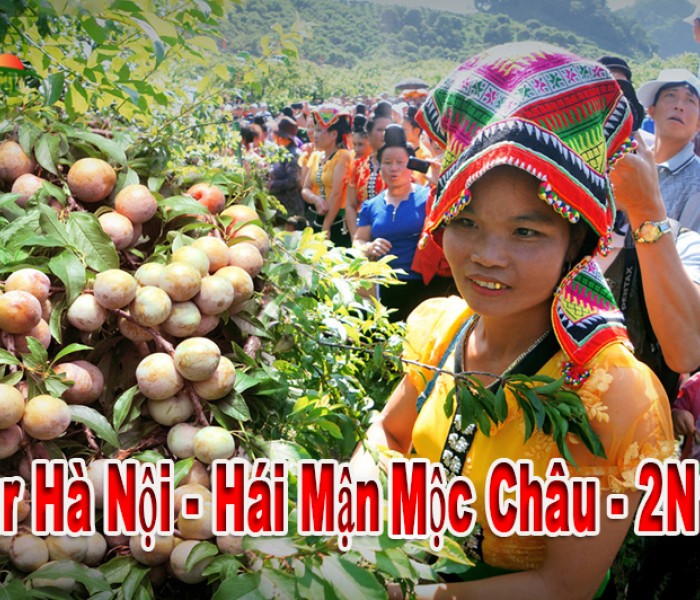 Tour Hái Mận Mộc Châu 2 Ngày 1 Đêm