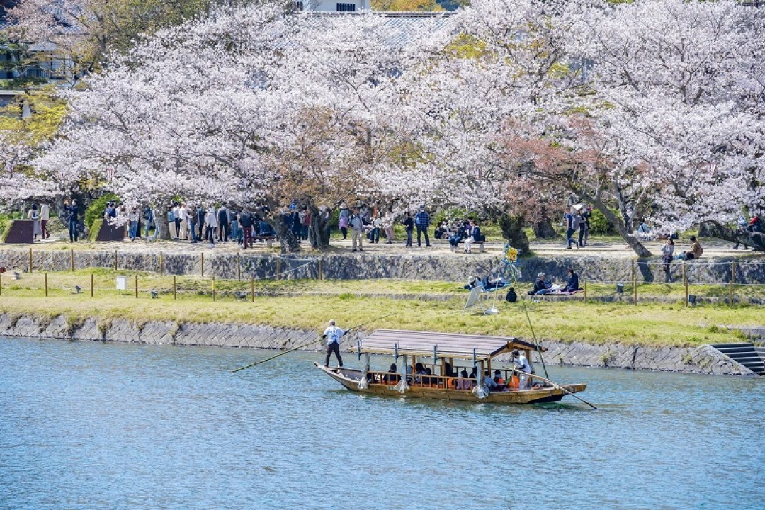 Tour Du Lịch Nhật Bản 6 Ngày 5 Đêm Mùa Hoa Anh Đào Từ Hồ Chí Minh