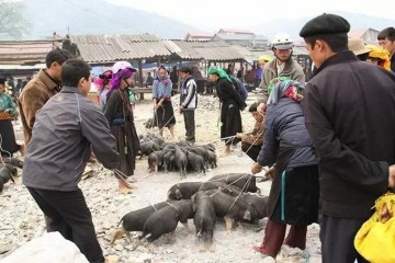 Lợn cắp nách - đặc sản không thể bỏ qua khi đến Lai Châu