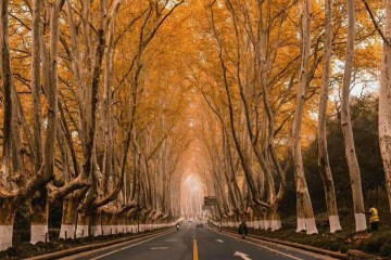 Đại lộ Ngô Đồng - Món quà tình yêu của Tưởng Giới Thạch dành cho Tống Mỹ Linh