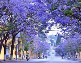 Mùa Hoa Phượng Tím Côn Minh – Bản Tình Ca Ngọt Ngào Giữa Lòng Thành Phố