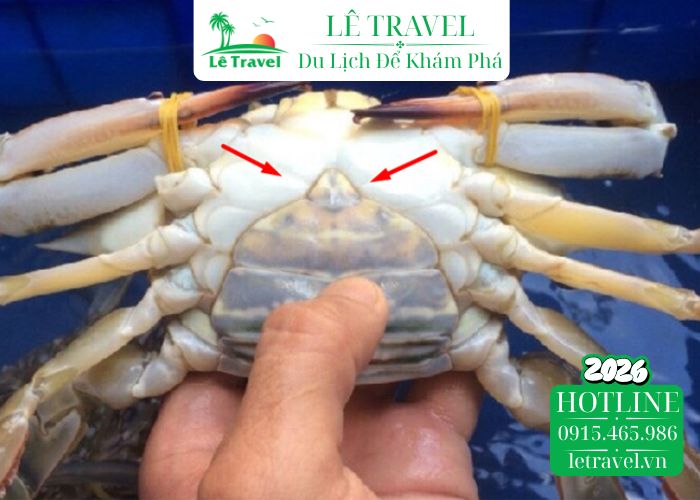 Cách chọn cua, ghẹ chắc thịt