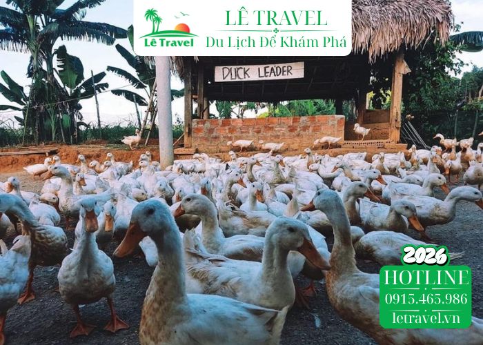 Trải nghiệm chăn vịt có một không hai tại The Duck Stop