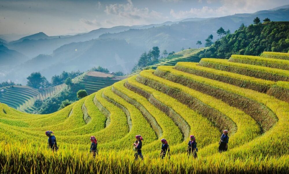 Trekking qua các cánh đồng lúa