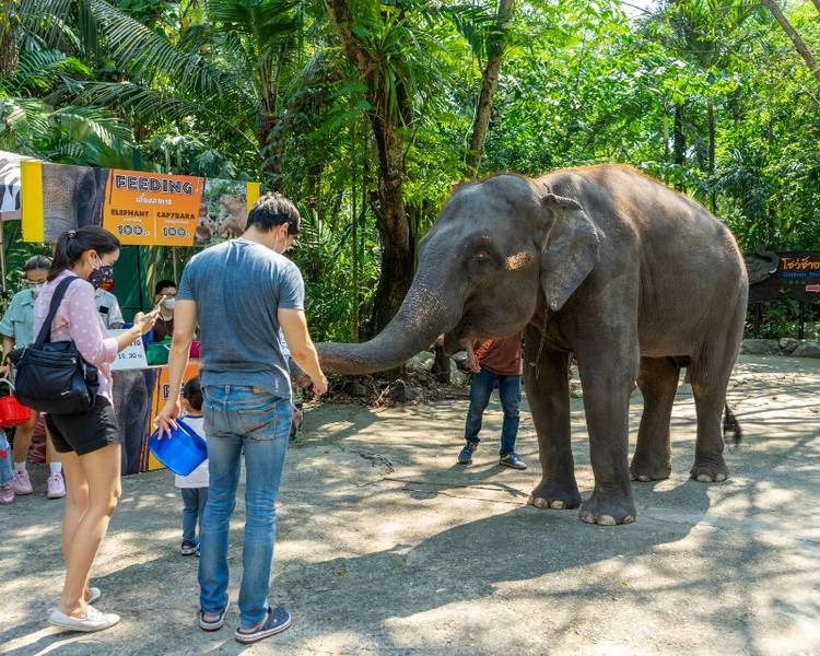 Đi bộ khám phá Safari