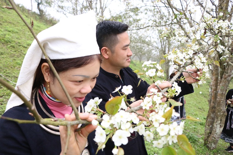 Mùa Hoa Lê Tuyên Quang