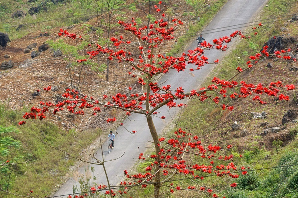 Hoa gạo đỏ rực tại Hà Giang