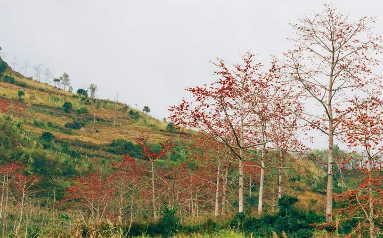 Mùa Hoa Gạo Hà Giang - Khi Núi Rừng Nhuộm Sắc Đỏ