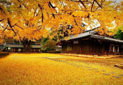 Đắm mình trong khung cảnh mùa thu Hàn Quốc