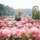 Đi du lịch Hàn Quốc mùa hè với những lễ hội hoa
