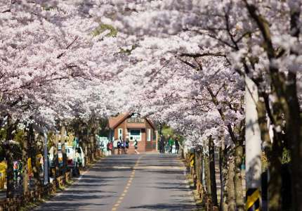 Đi du lịch mùa hoa Hàn Quốc