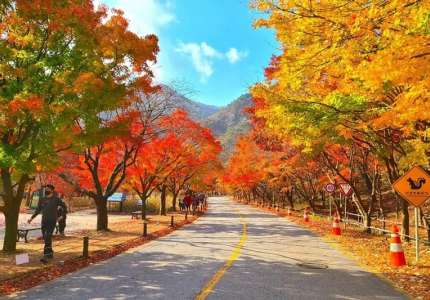 Du lịch Changwon Hàn Quốc mùa lá đỏ