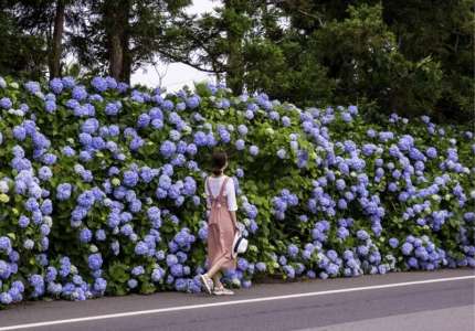 Khám phá vẻ đẹp Hàn Quốc mùa hoa tú cầu nở rộ