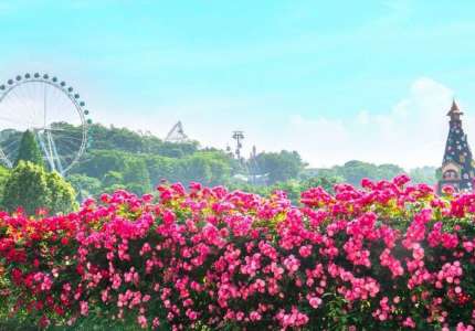 Những loài hoa đẹp nhất mùa hè Hàn Quốc