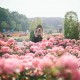 Top 13 lễ hội hoa hồng đẹp nhất tại hàn Quốc