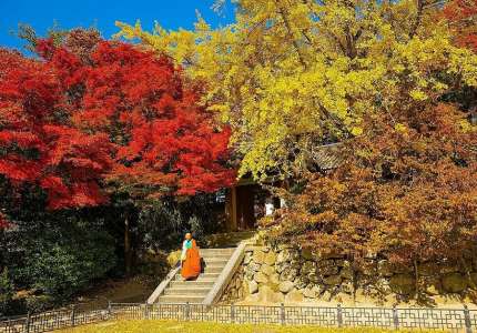 Top 7 điểm ngắm mùa lá đỏ Hàn Quốc đẹp nhất