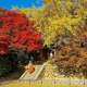 Top 7 điểm ngắm mùa lá đỏ Hàn Quốc đẹp nhất